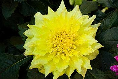 卡普空将于3月25日举办《怪物猎人：荒野》更新直播